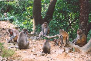 Wild monkeys